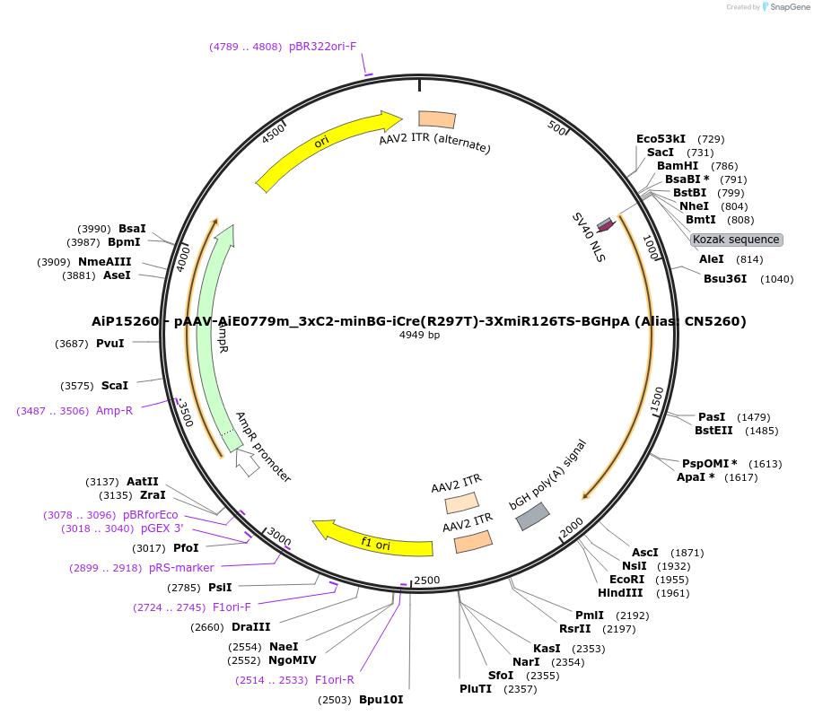 224194-plasmid-map-sequence-id-446781