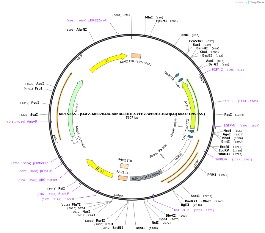 224195-plasmid-map-sequence-id-446782