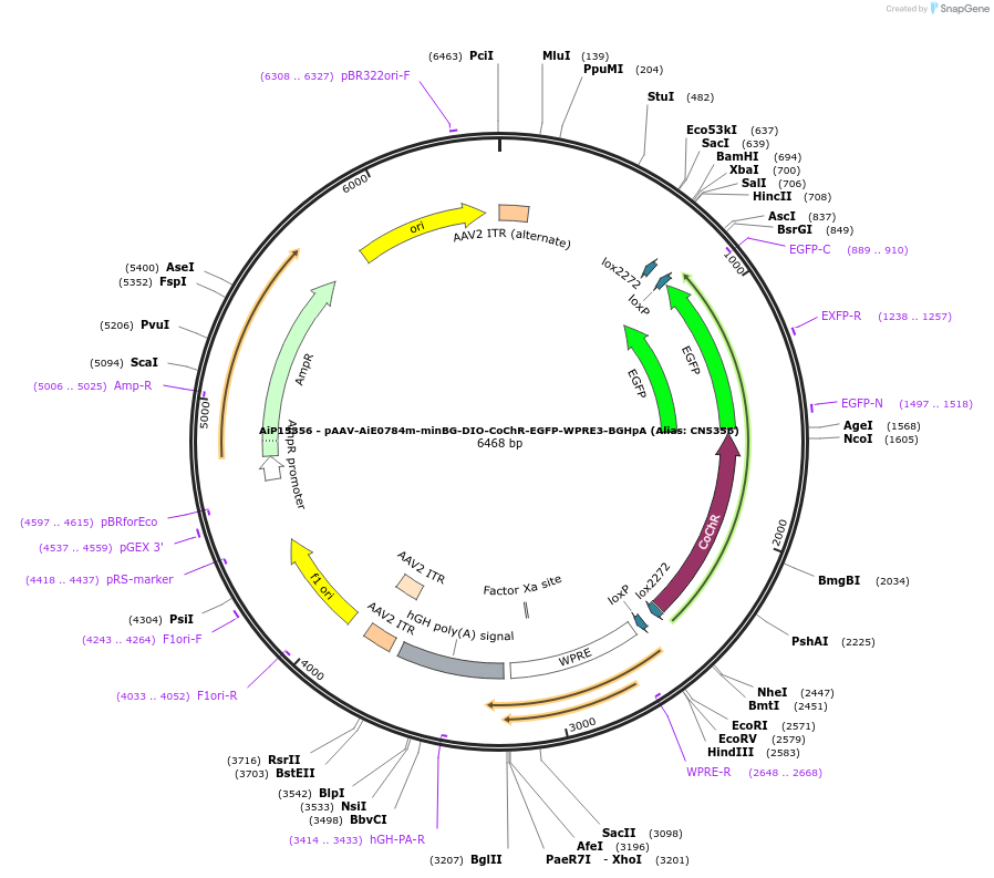 224196-plasmid-map-sequence-id-446786