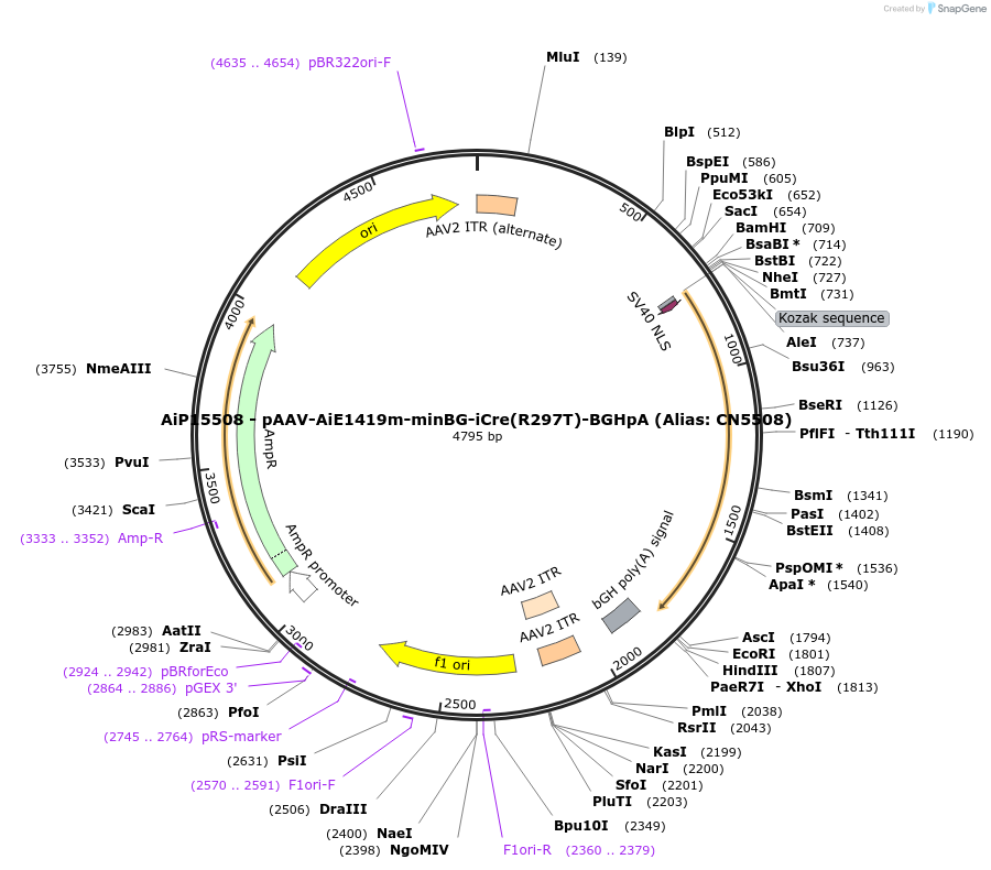 224199-plasmid-map-sequence-id-446788