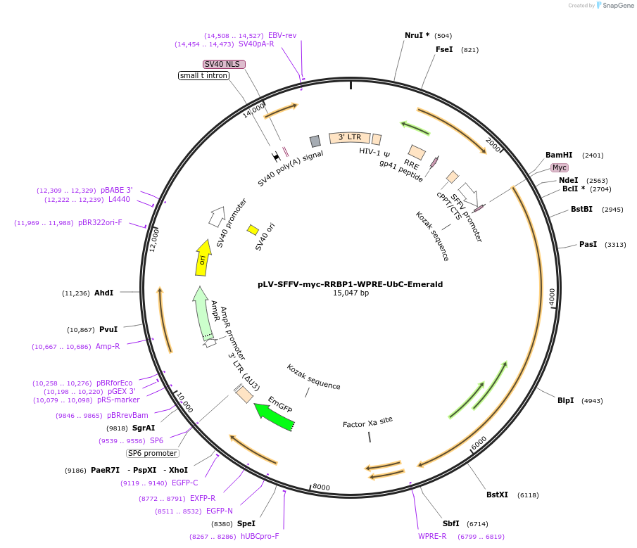 225942-plasmid-map-sequence-id-446793