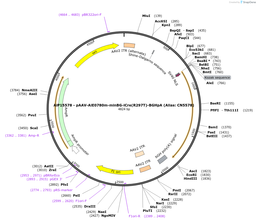224200-plasmid-map-sequence-id-446817