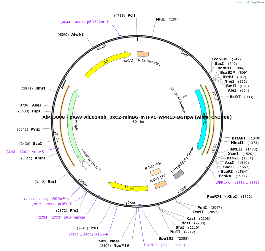 224176-plasmid-map-sequence-id-446818