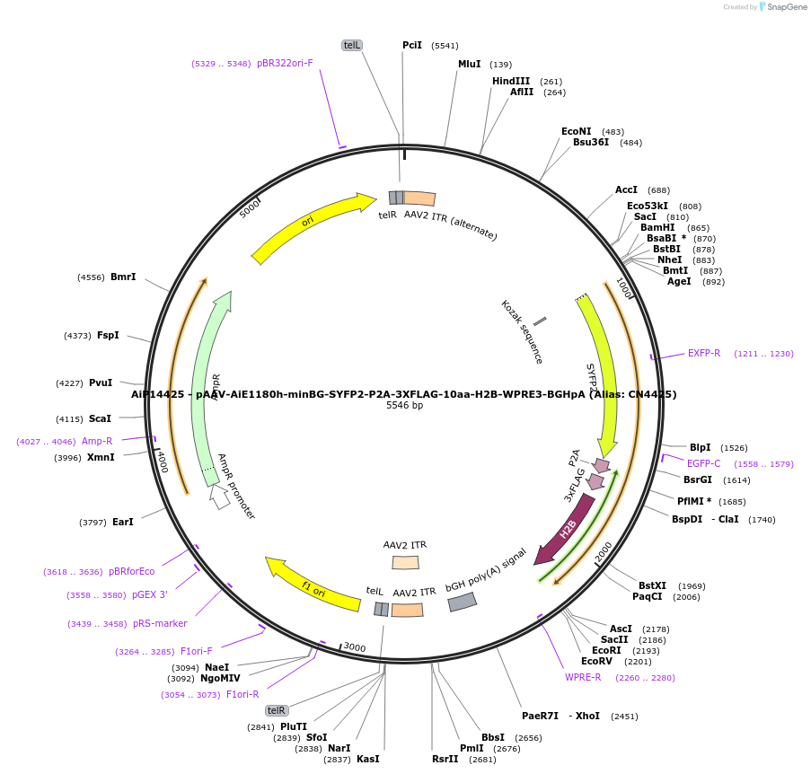 224180-plasmid-map-sequence-id-446822