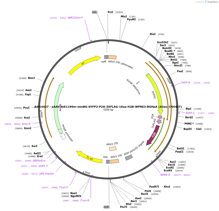 224181-plasmid-map-sequence-id-446823