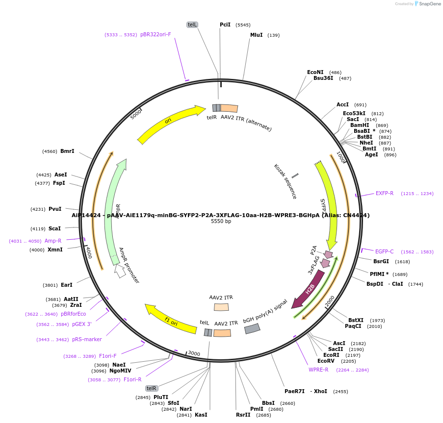 224179-plasmid-map-sequence-id-446833