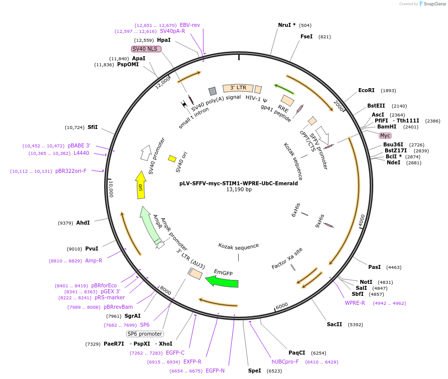 225939-plasmid-map-sequence-id-446835