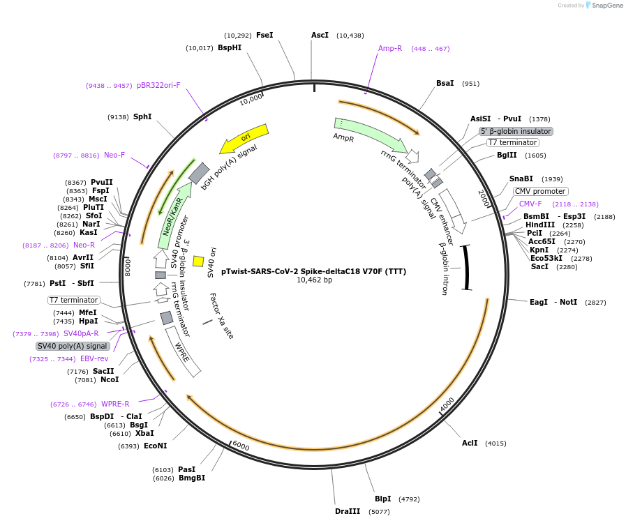 212431-plasmid-map-sequence-id-446837