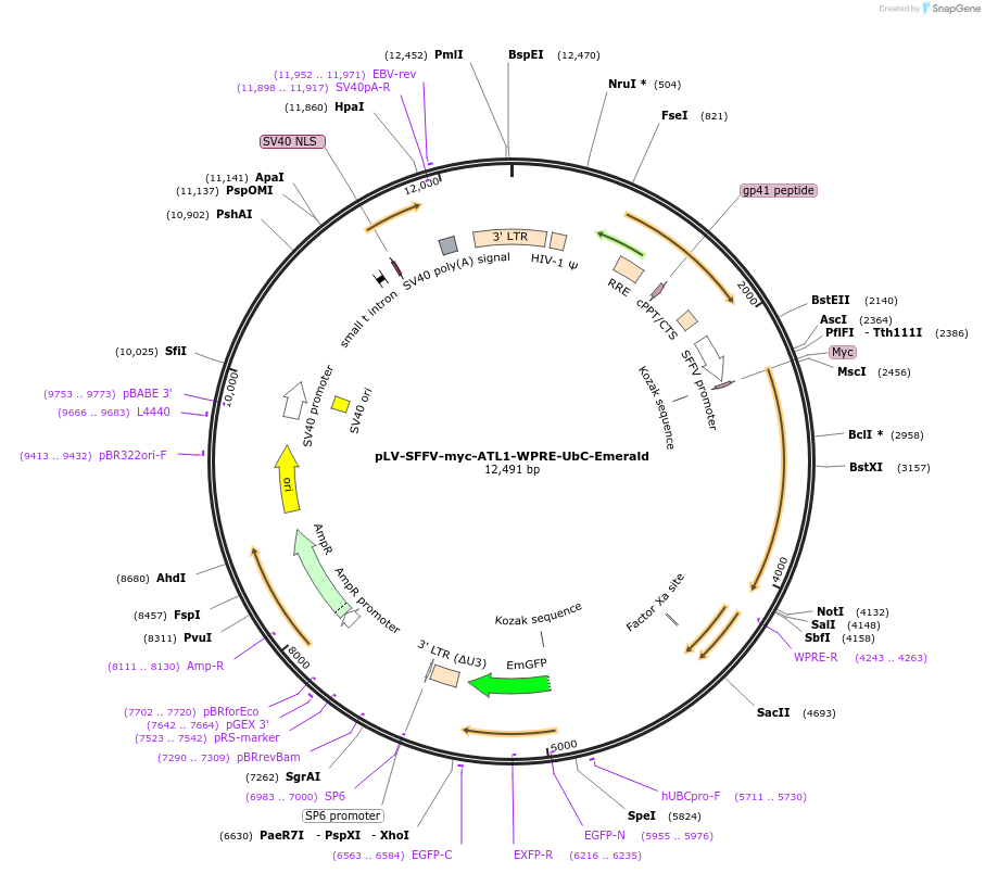 225944-plasmid-map-sequence-id-446838