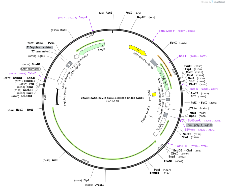 212468-plasmid-map-sequence-id-446840