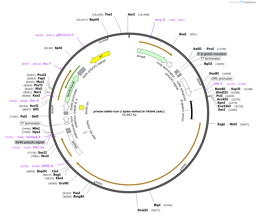 212447-plasmid-map-sequence-id-446841