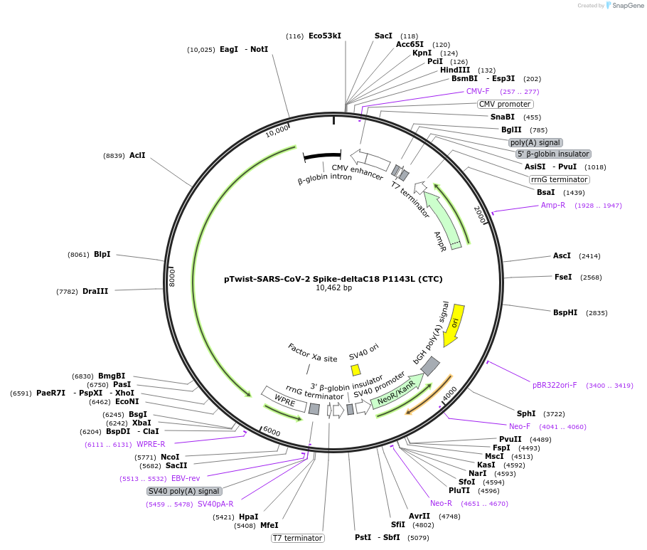 212571-plasmid-map-sequence-id-446844