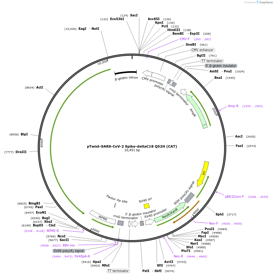212535-plasmid-map-sequence-id-446848