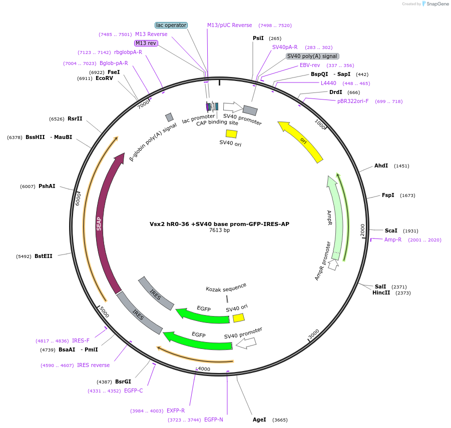 225881-plasmid-map-sequence-id-446856