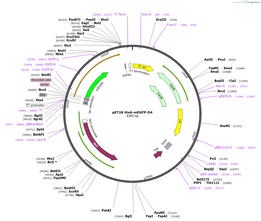 226372-plasmid-map-sequence-id-446868