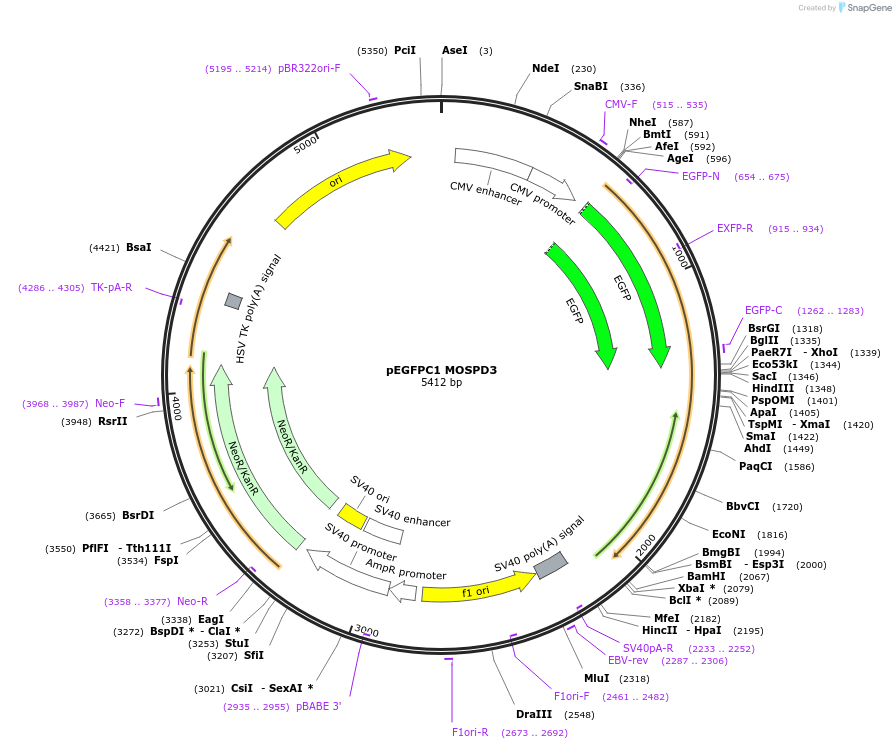 226405-plasmid-map-sequence-id-446871