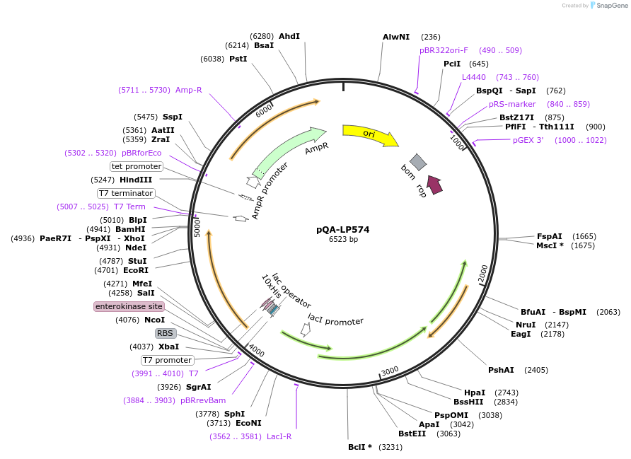 222953-plasmid-map-sequence-id-446872