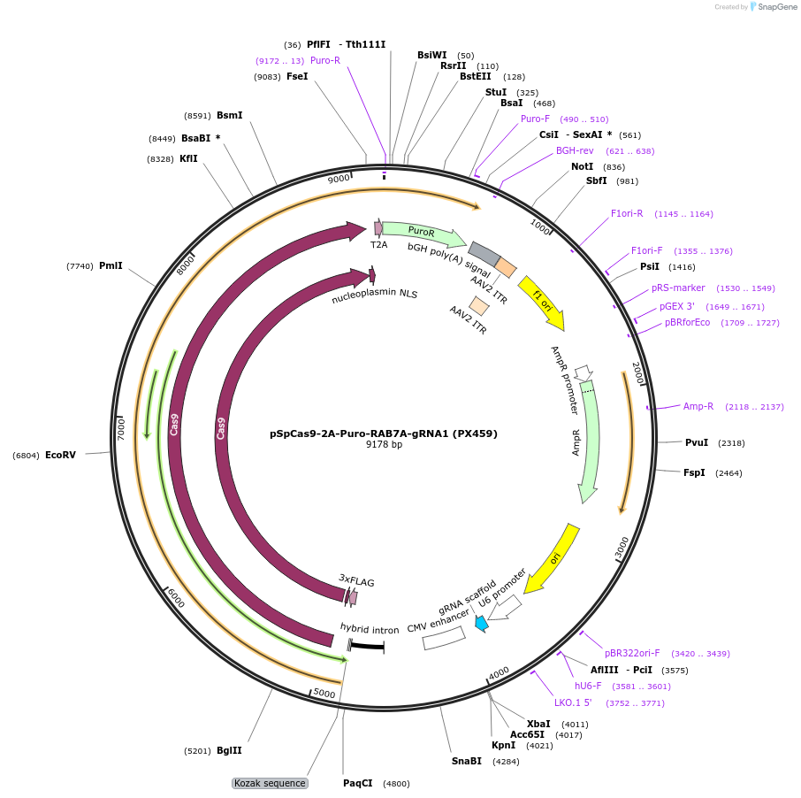 221551-plasmid-map-sequence-id-446879