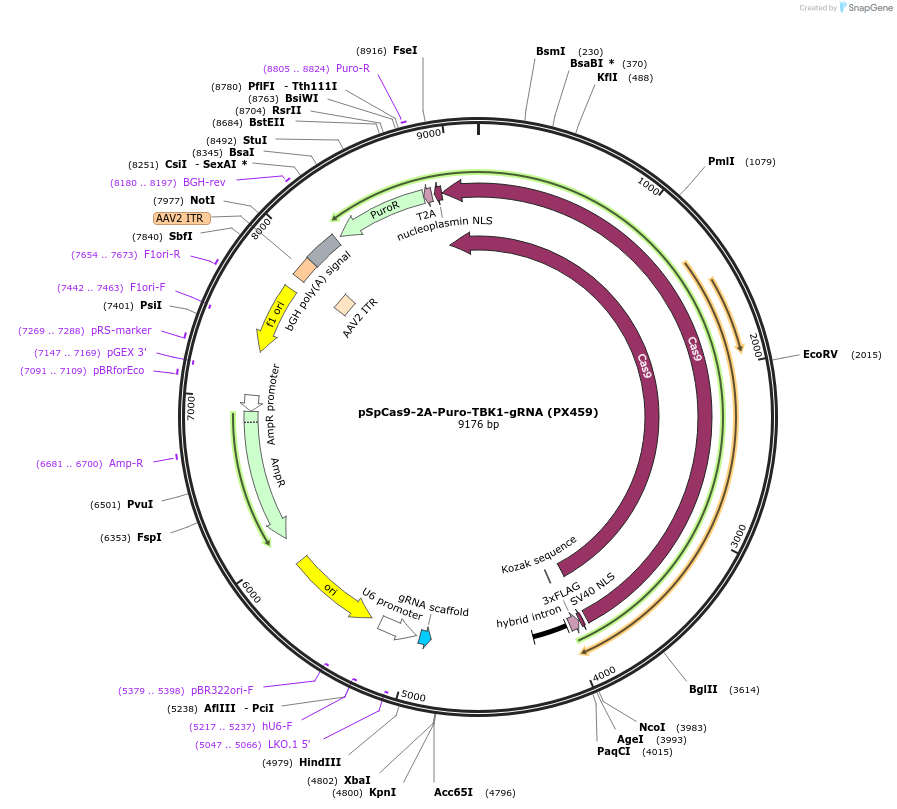 221550-plasmid-map-sequence-id-446881