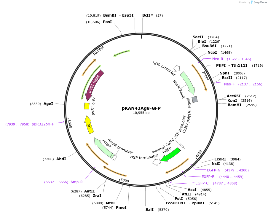 178182-plasmid-map-sequence-id-446882