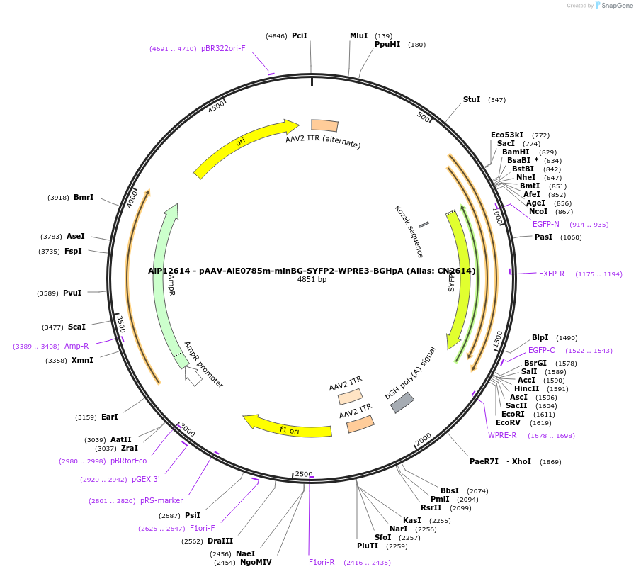 224168-plasmid-map-sequence-id-446890
