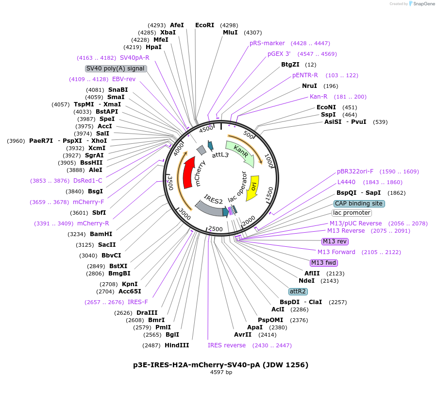 224532-plasmid-map-sequence-id-446893