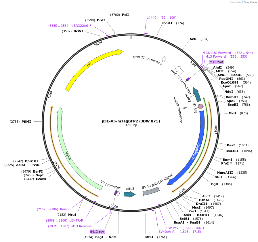 224531-plasmid-map-sequence-id-446894