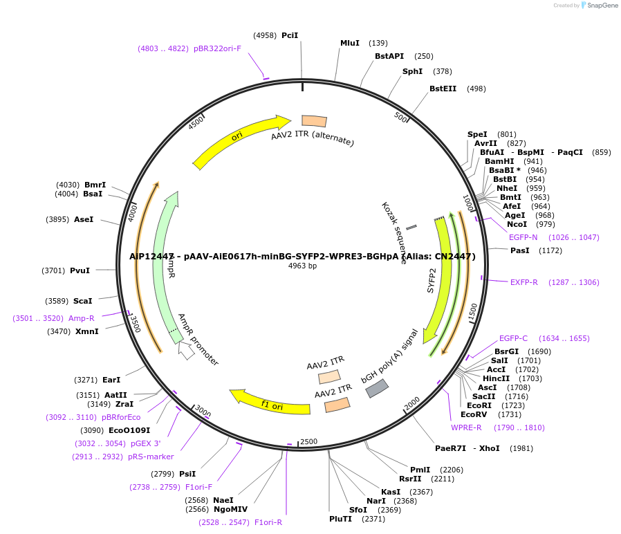 224164-plasmid-map-sequence-id-446895
