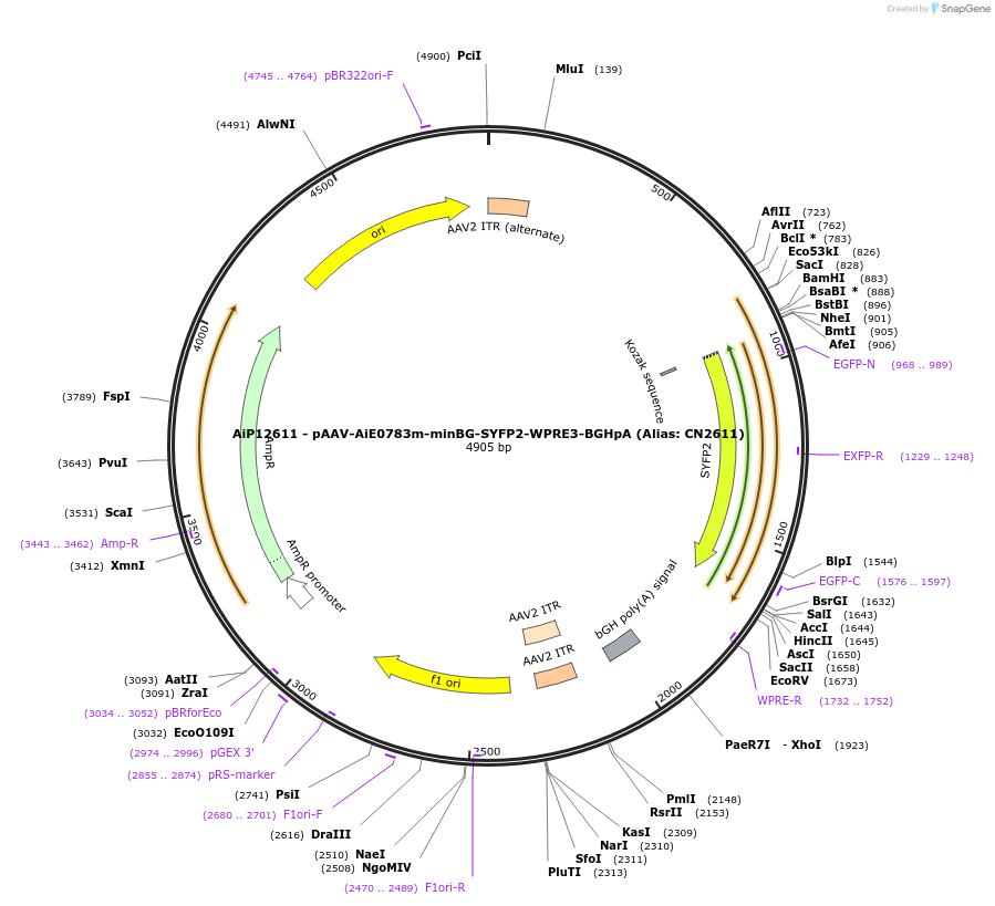 224167-plasmid-map-sequence-id-446904