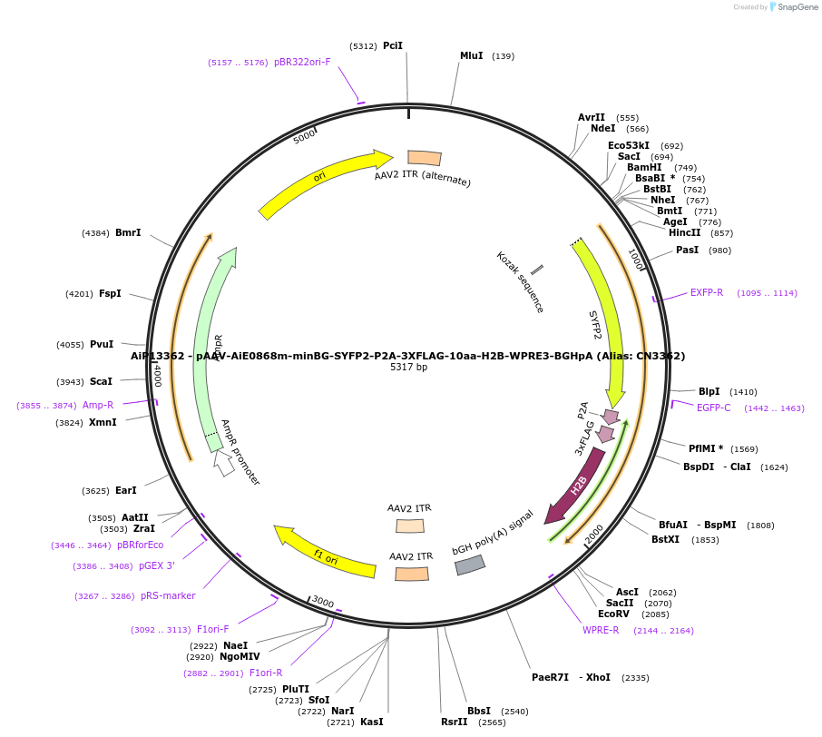 224171-plasmid-map-sequence-id-446905