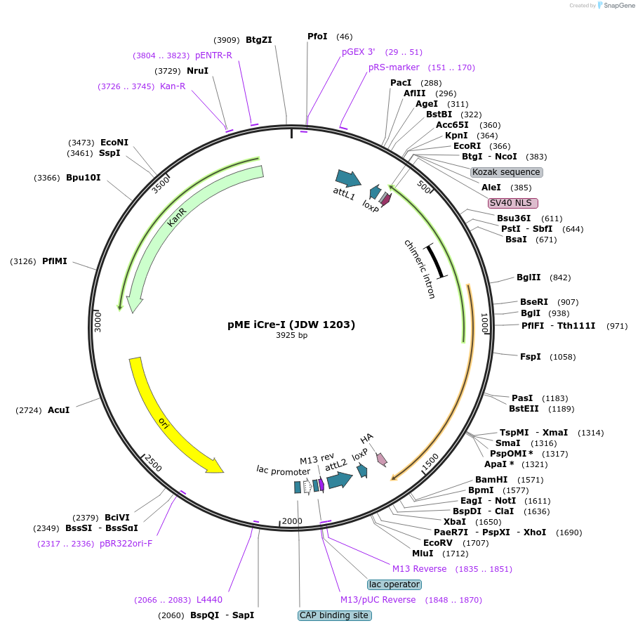 224520-plasmid-map-sequence-id-446918