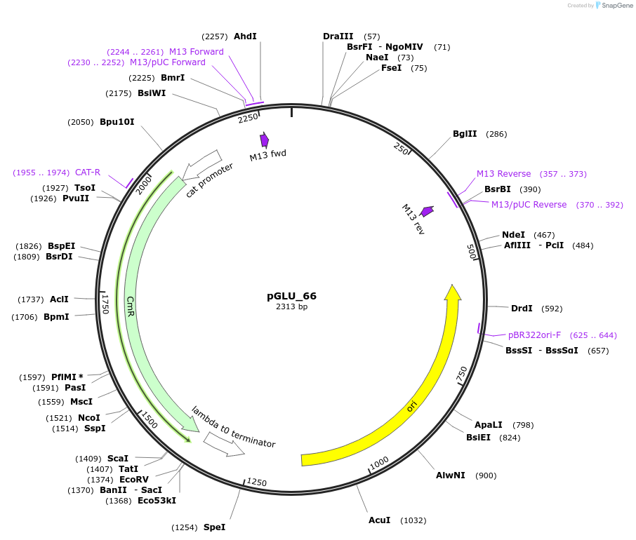 225769-plasmid-map-sequence-id-446921