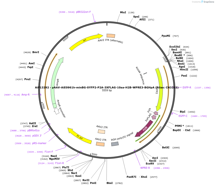 224170-plasmid-map-sequence-id-446922