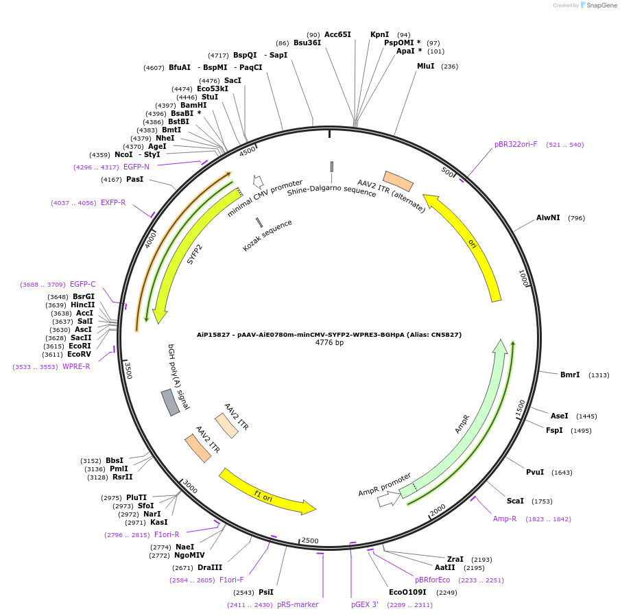 224206-plasmid-map-sequence-id-446934