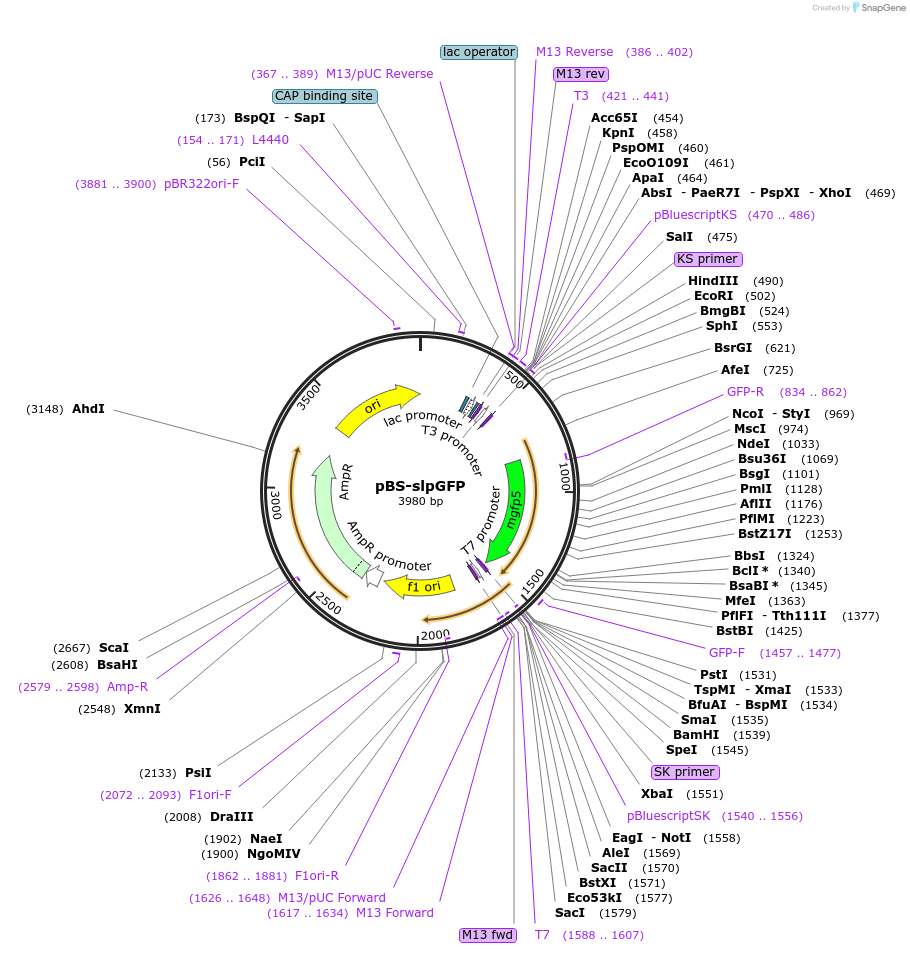 27171-plasmid-map-sequence-id-446948