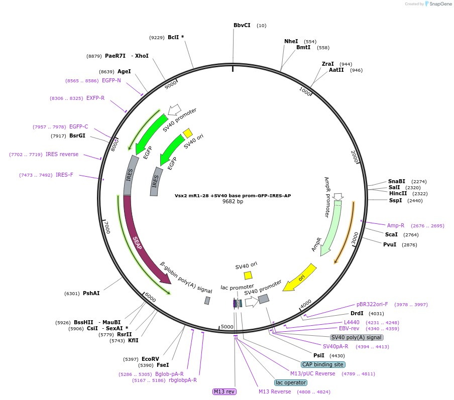 225886-plasmid-map-sequence-id-446952