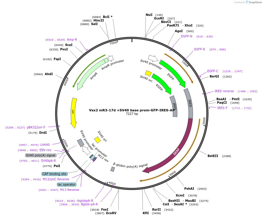 225891-plasmid-map-sequence-id-446954