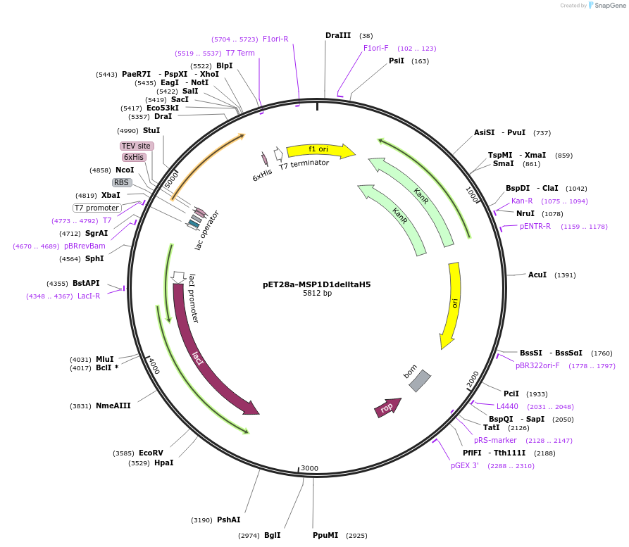 71714-plasmid-map-sequence-id-446957