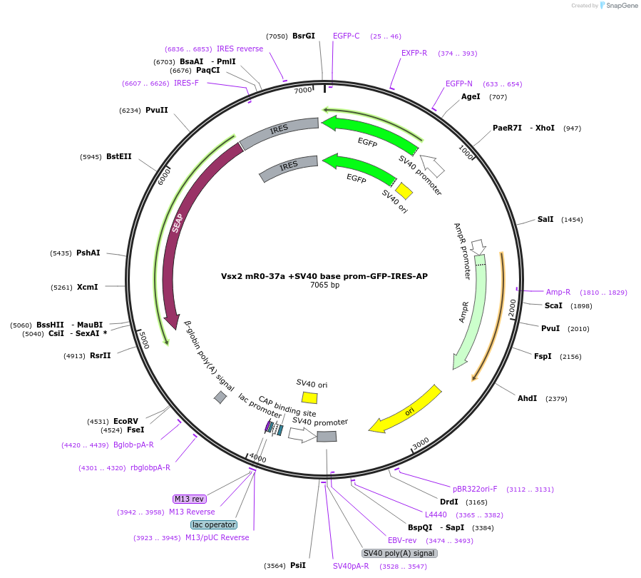 225889-plasmid-map-sequence-id-446987