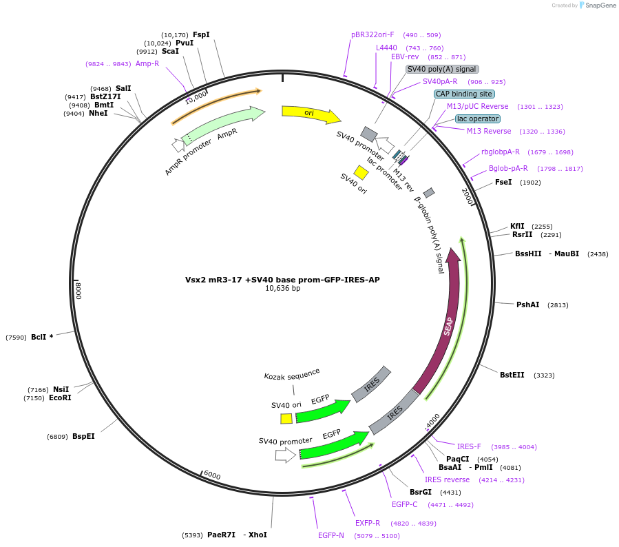 225888-plasmid-map-sequence-id-447002