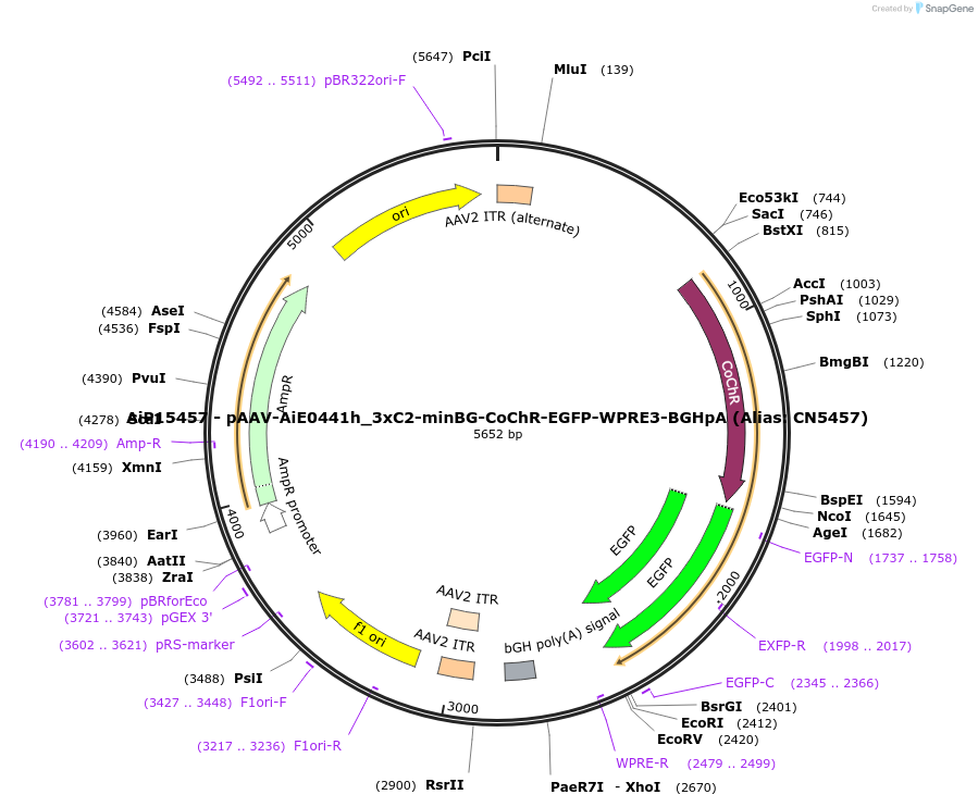 224198-plasmid-map-sequence-id-447004