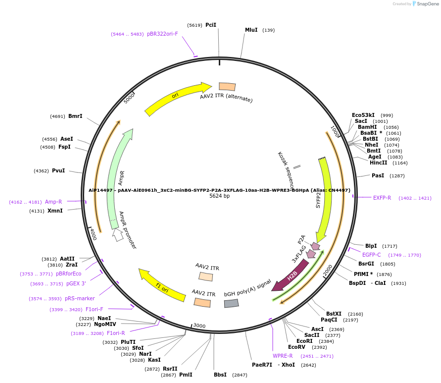 224184-plasmid-map-sequence-id-447012