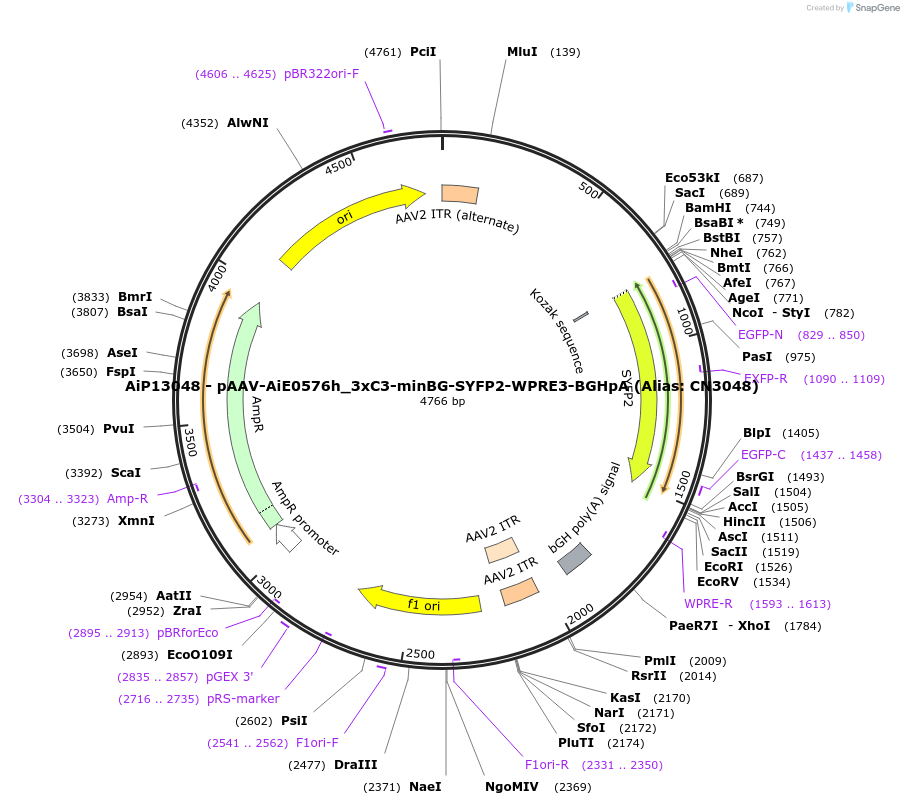 224169-plasmid-map-sequence-id-447026