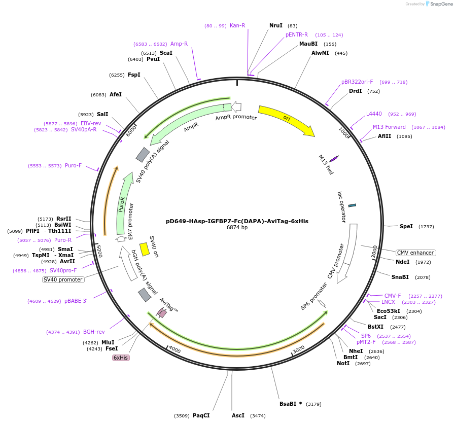 156706-plasmid-map-sequence-id-447057