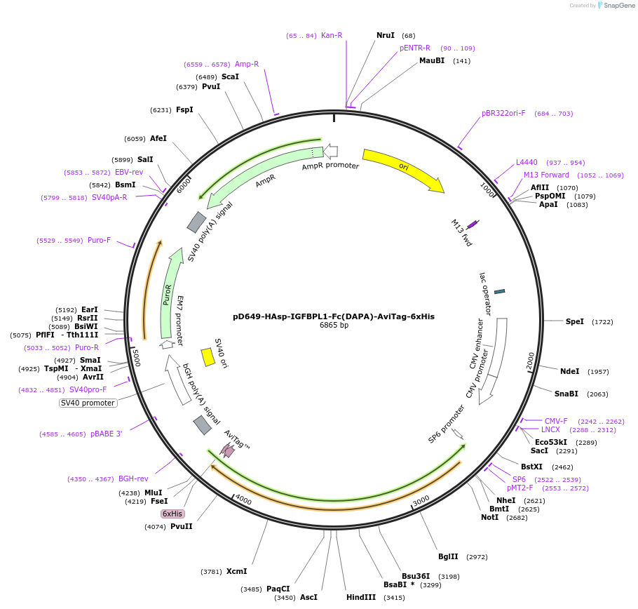 156704-plasmid-map-sequence-id-447060