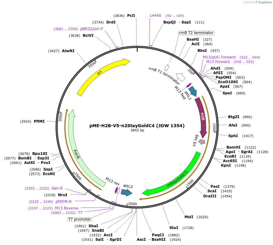 224486-plasmid-map-sequence-id-447100