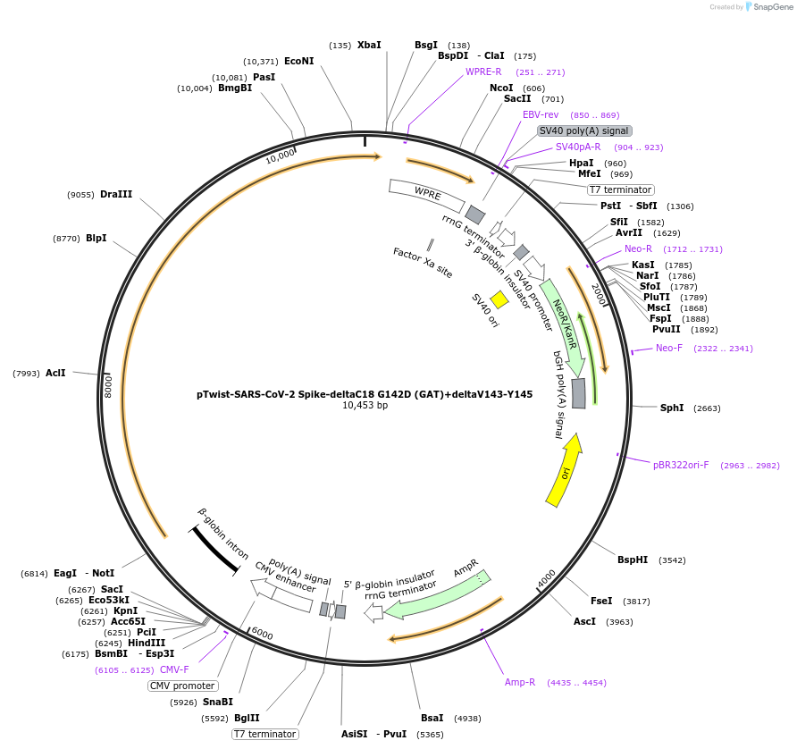 212459-plasmid-map-sequence-id-447107