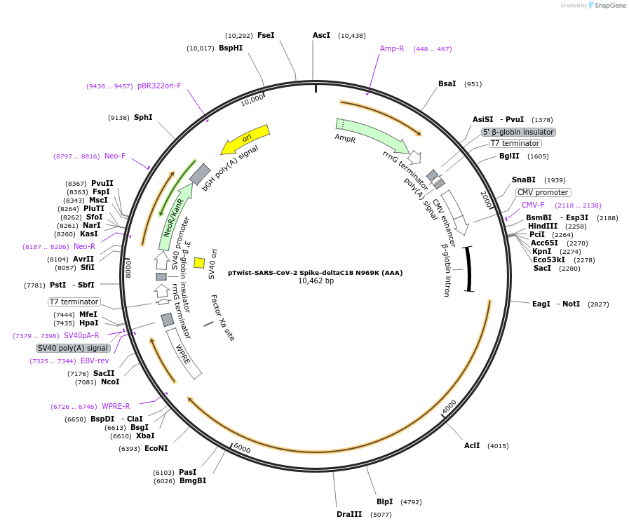 212485-plasmid-map-sequence-id-447109