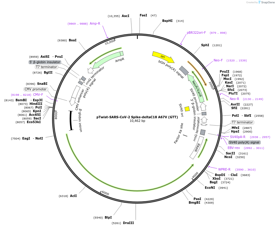 212395-plasmid-map-sequence-id-447110