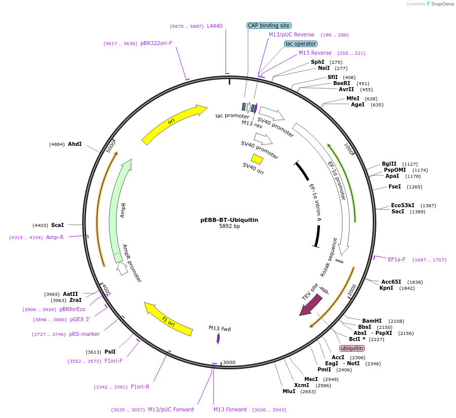 36098-plasmid-map-sequence-id-44713